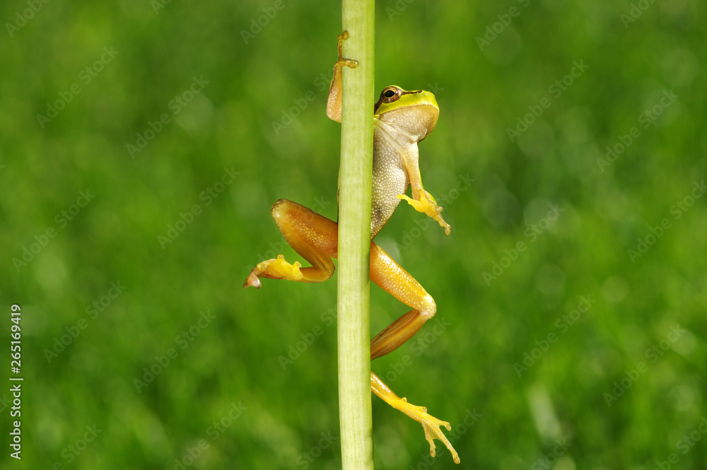 Frog on green background