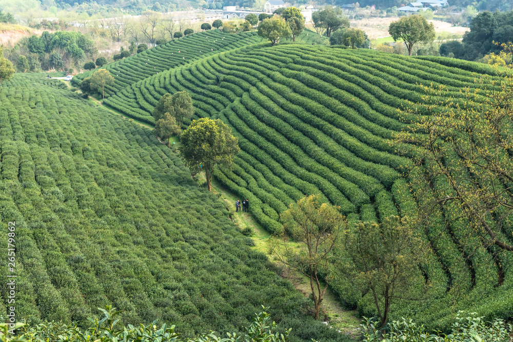 中国杭州龙井茶园