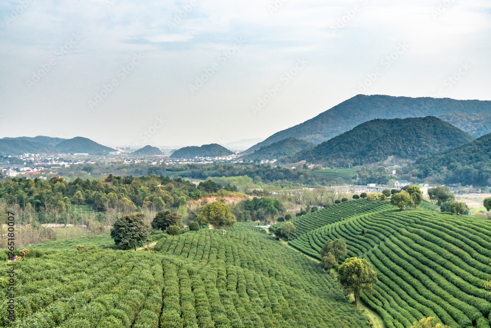 杭州龙井茶园