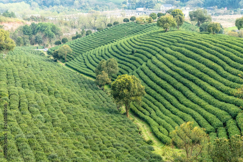 西湖龙井茶园