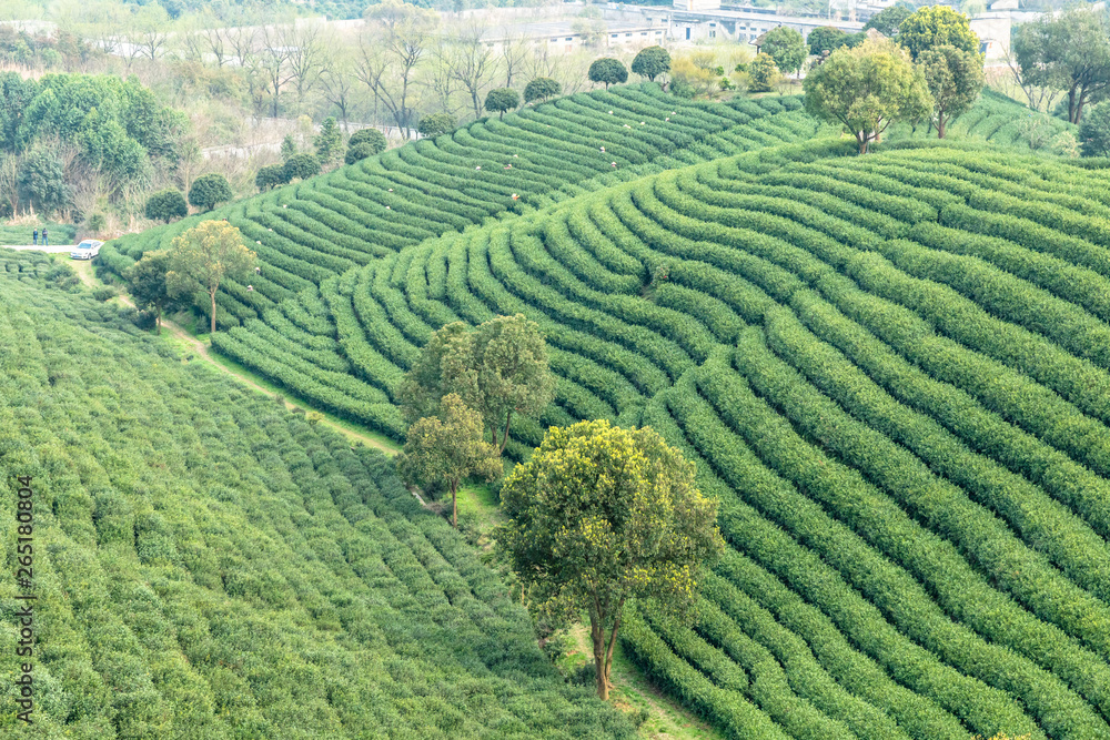 杭州龙井茶园