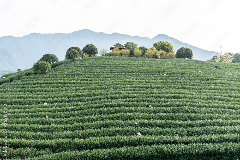 longjing tea garden in hangzhou china