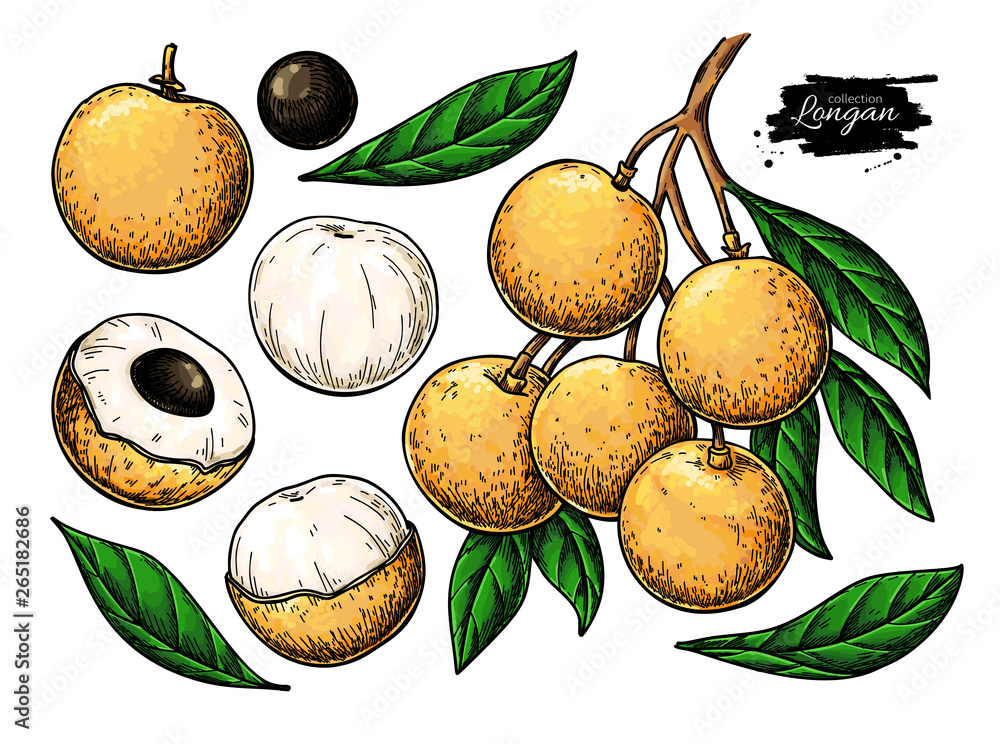 Longan vector drawing set. Hand drawn tropical fruit illustration. Artistic summer fruit