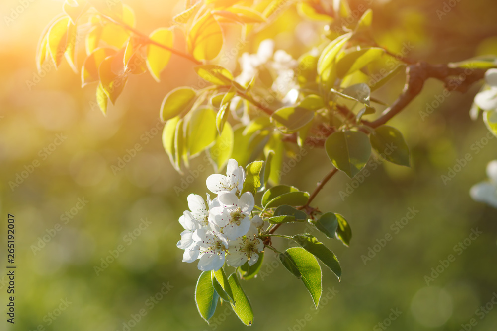 花园里的果树开着白花。枝繁叶茂。