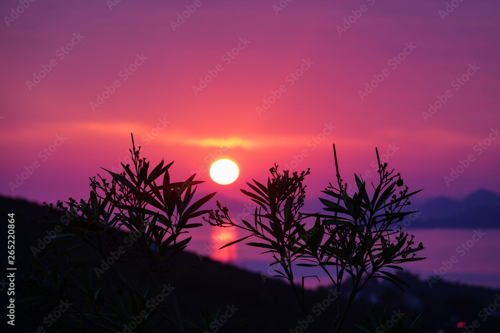 CLOSE UP, DOF: Golden morning sun gently shines on the juniper tree branch.