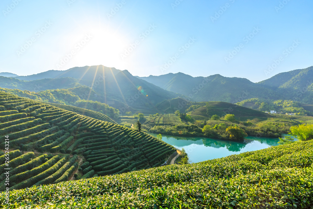 Green tea plantation natural landscape