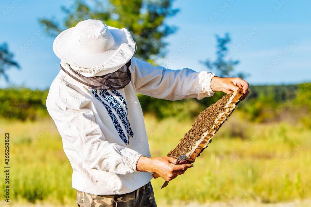 养蜂人正在养蜂场上处理蜜蜂和蜂箱。蜂箱的框架。养蜂场的概念