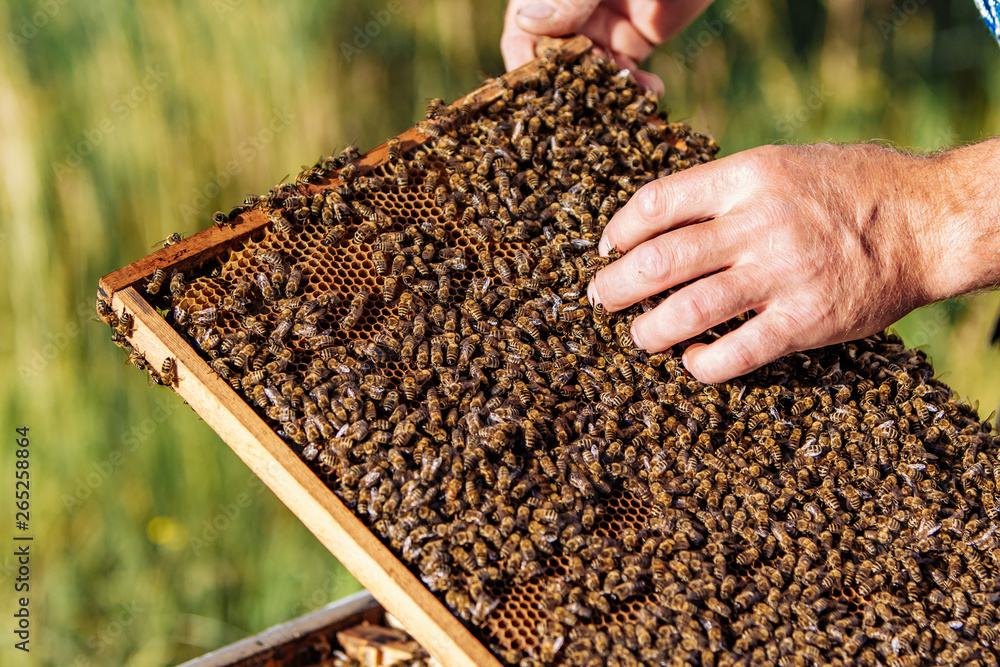 hands of man shows a wooden frame with honeycombs on the background of green grass in the garden