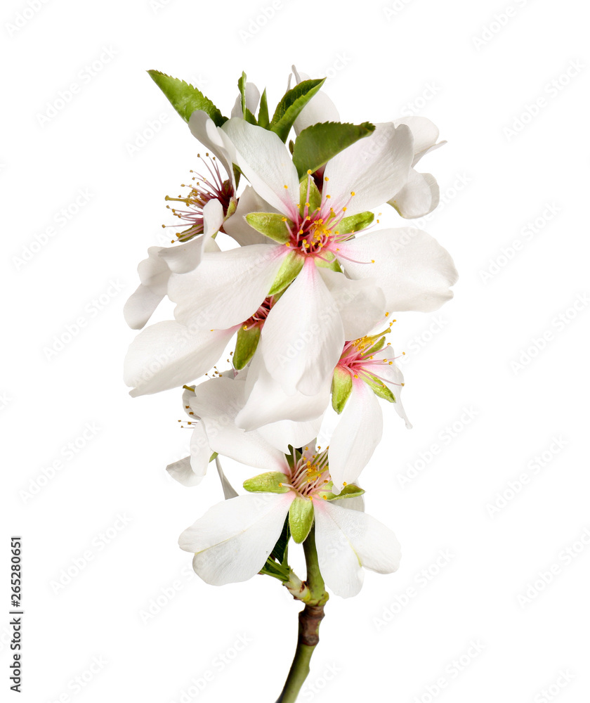 Beautiful blossoming branch on white background