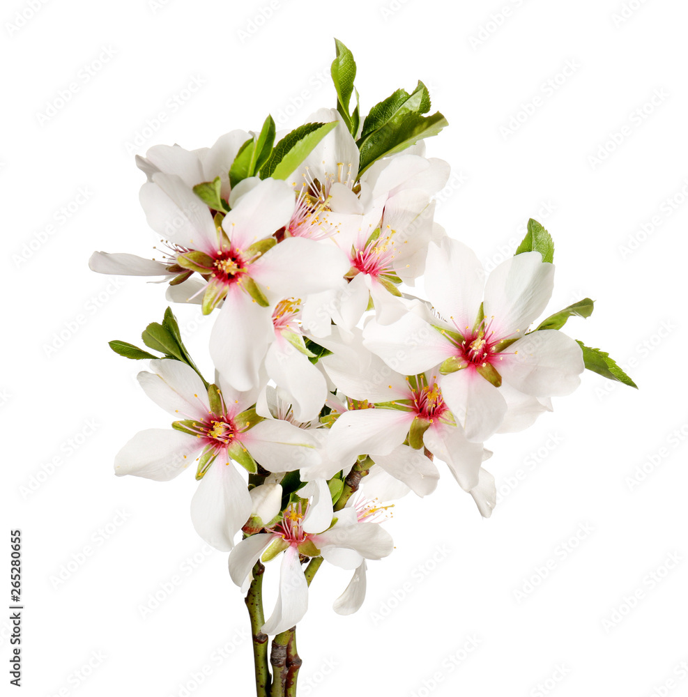 Beautiful blossoming branch on white background