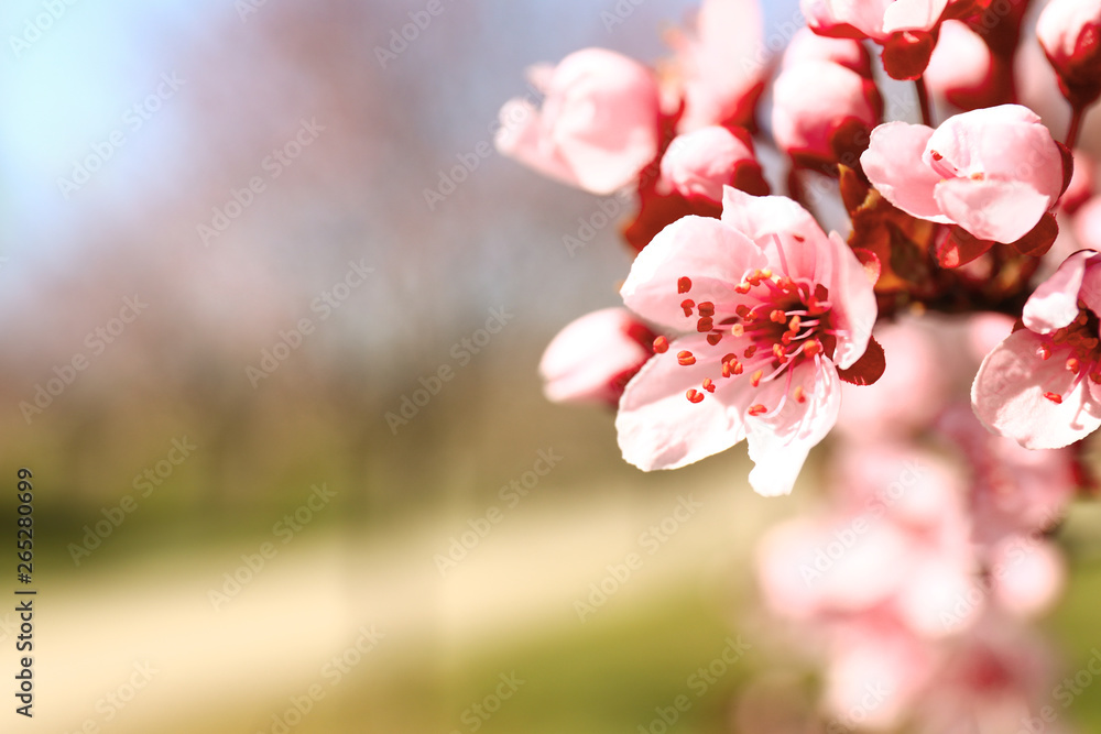 Beautiful blossoming branch outdoors, closeup