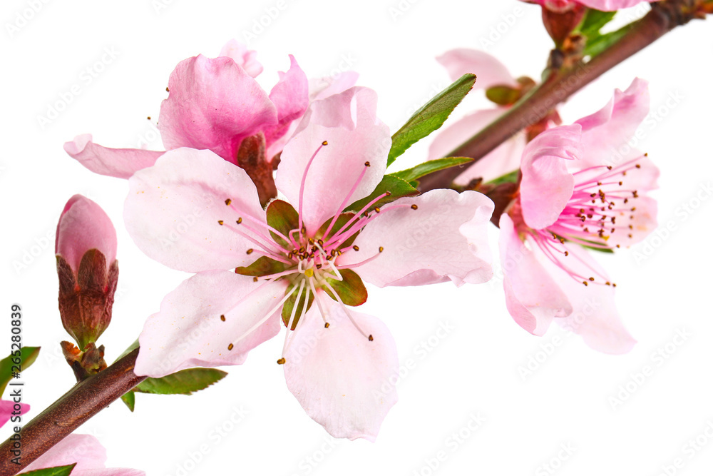 Beautiful blossoming flowers on white background