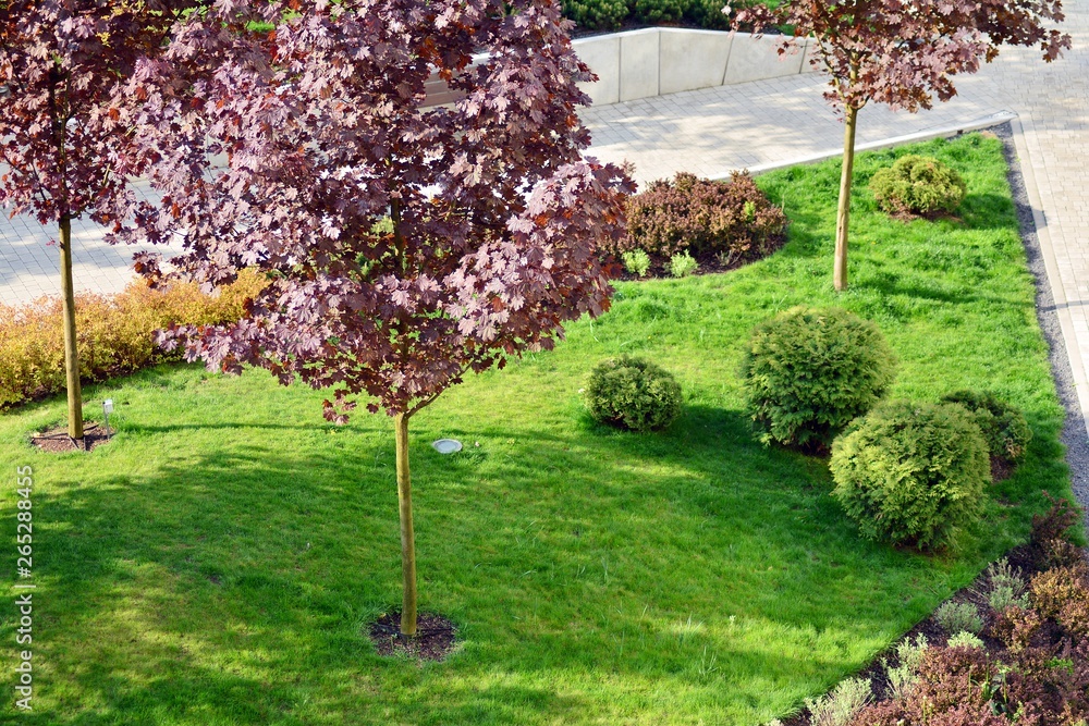 Ornamental shrubs and plants near a residential city house