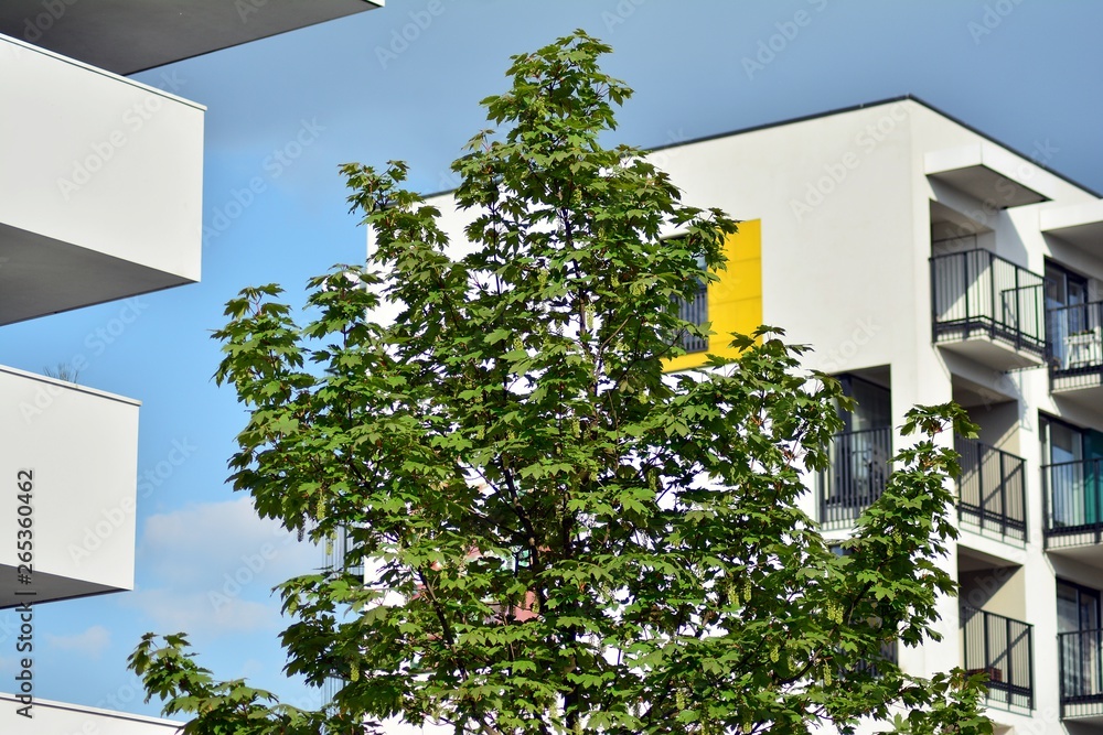 Ornamental shrubs and plants near a residential city house