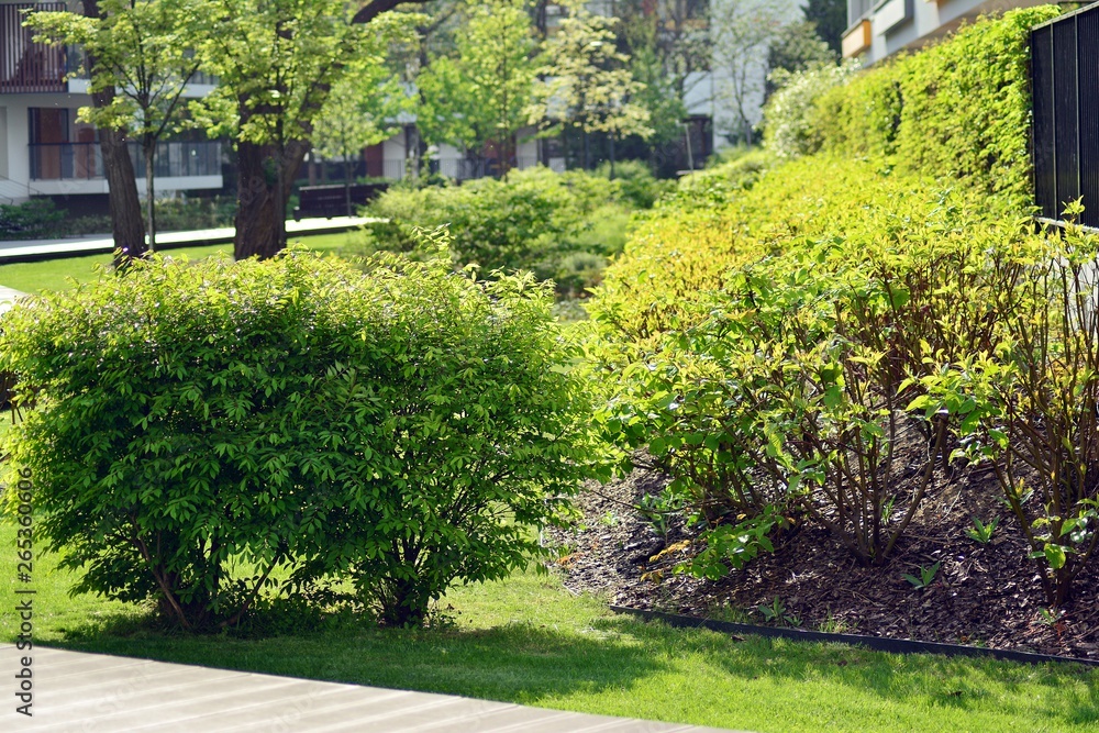 Ornamental shrubs and plants near a residential city house