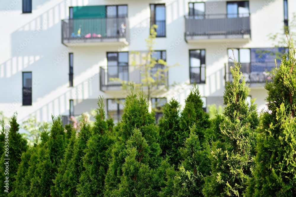 Ornamental shrubs and plants near a residential city house