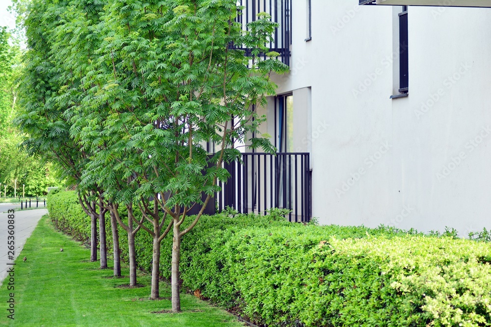 Ornamental shrubs and plants near a residential city house