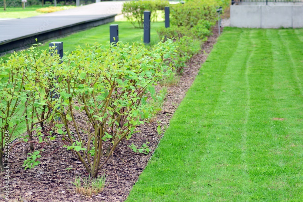 Ornamental shrubs and plants near a residential city house