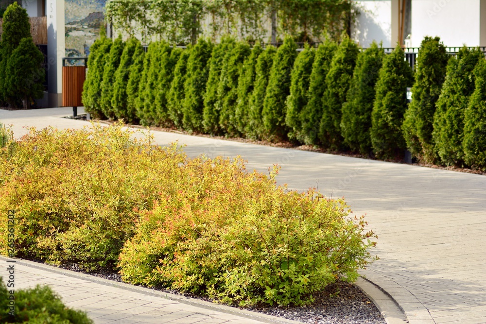 Ornamental shrubs and plants near a residential city house