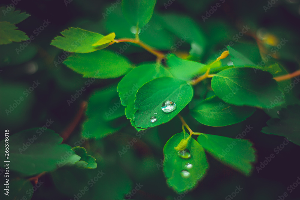 Young plants covered with raindrops in the forest after a rainy day – Beautiful intense green flora 