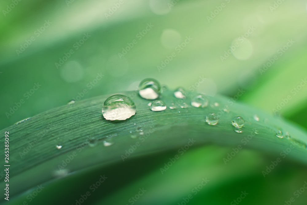 绿色叶子上有一滴美丽的透明雨水，背景模糊。