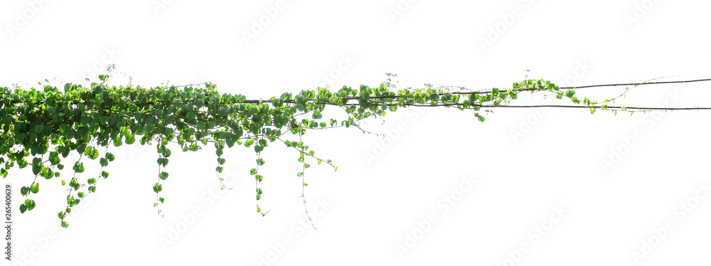 green Ivy plants hanging on electrical wires isolate white background