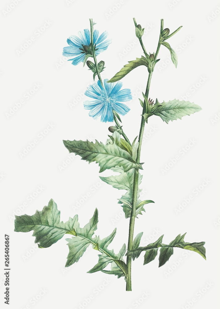 Flowering chicory plant