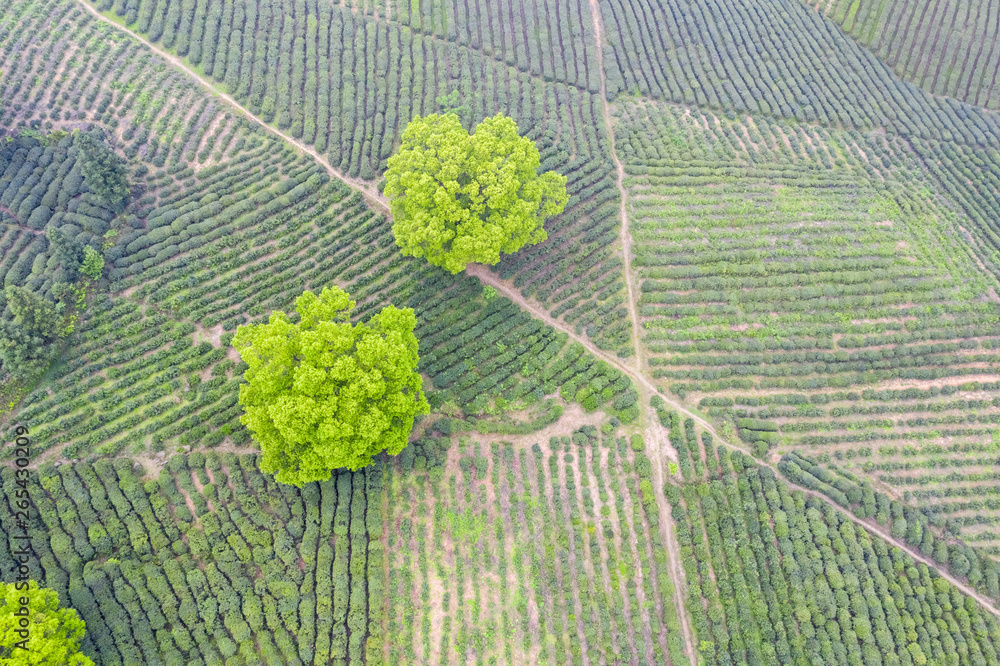 茶园鸟瞰图