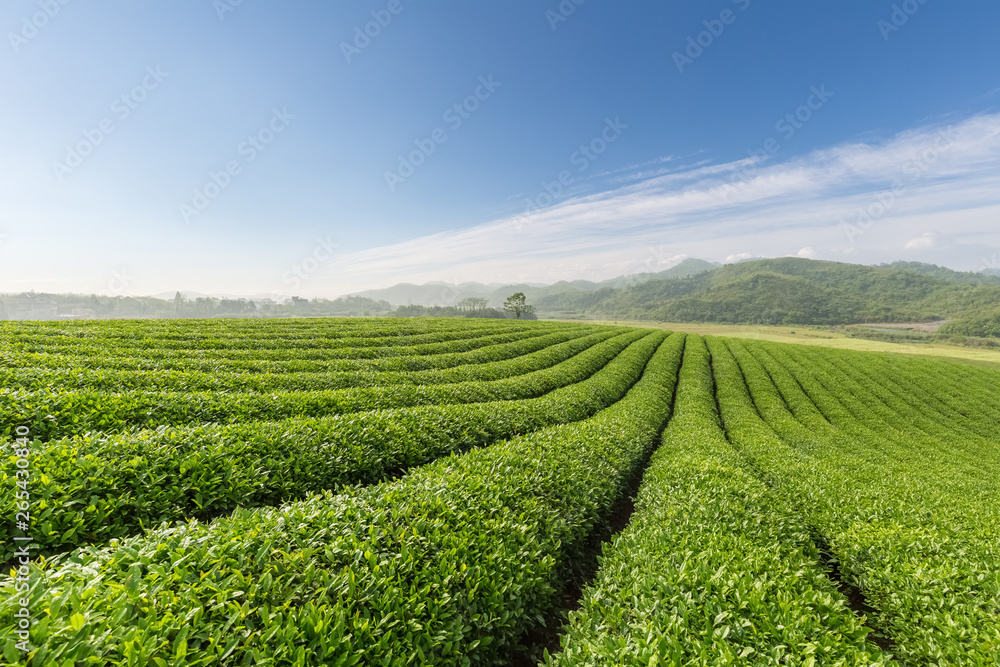 美丽的茶园景观