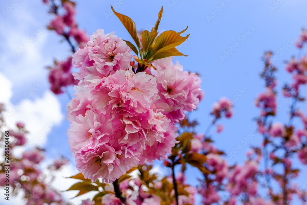 pink flowers in spring