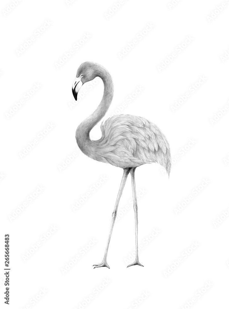 flamingo isolated,colored pencil drawing techniques,illustration