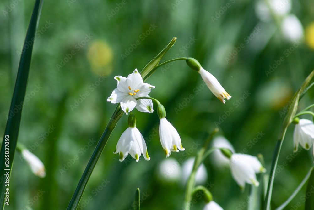 Frühlingsknotenblume