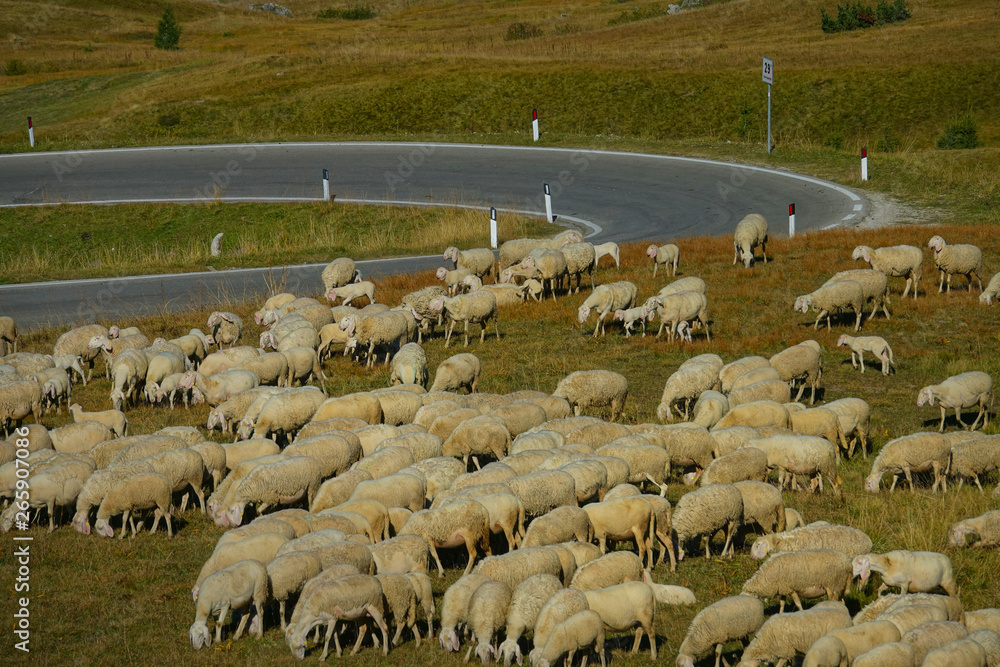 A large flock of sheep grazing by the empty asphalt road winding into the valley