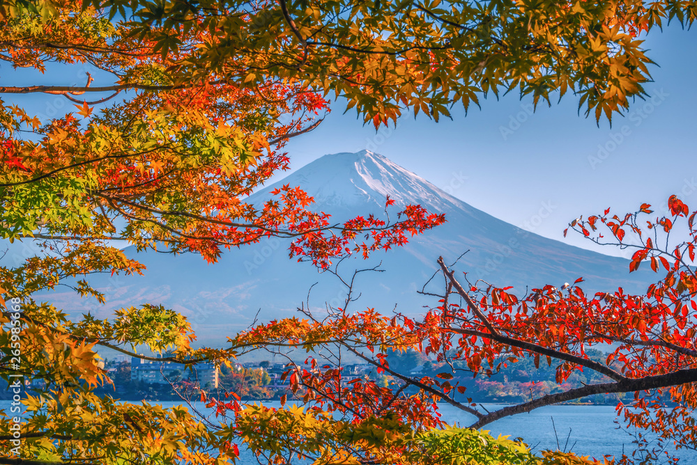 Mt. Fuji on blue sky background with autumn foliage at daytime in Fujikawaguchiko, Japan.