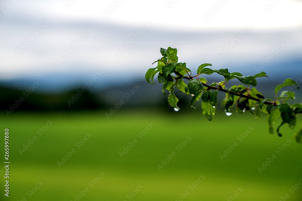 A drop of morning dew on a small green tree branches. Beautiful summer season. Natural green leaves 