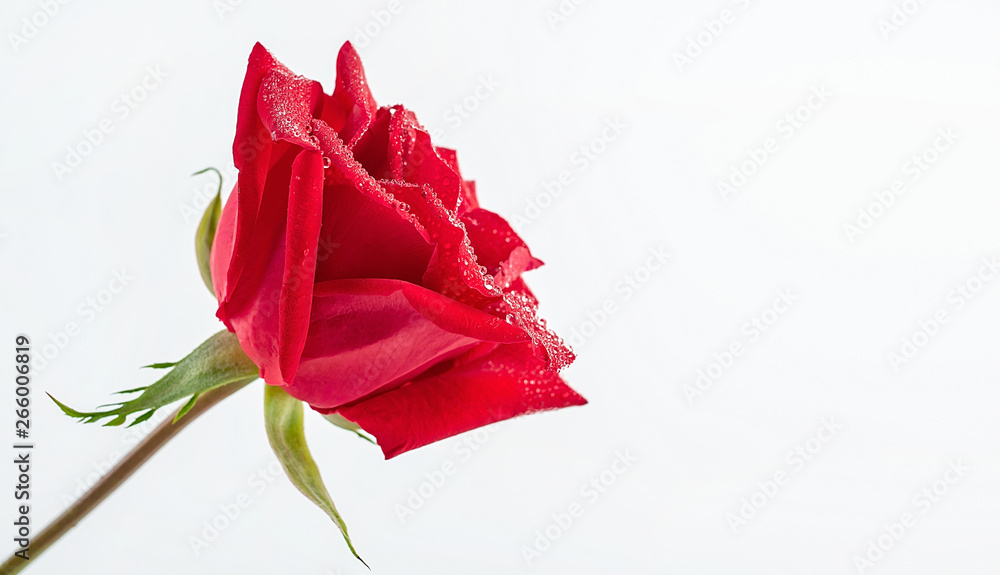 a red rose on a white background