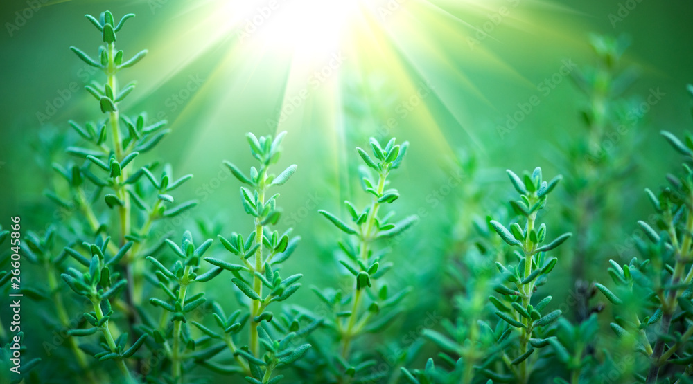 Thyme. Organic aromatic herbs. Thyme closeup growing in a garden. Seasoning, cooking ingredients