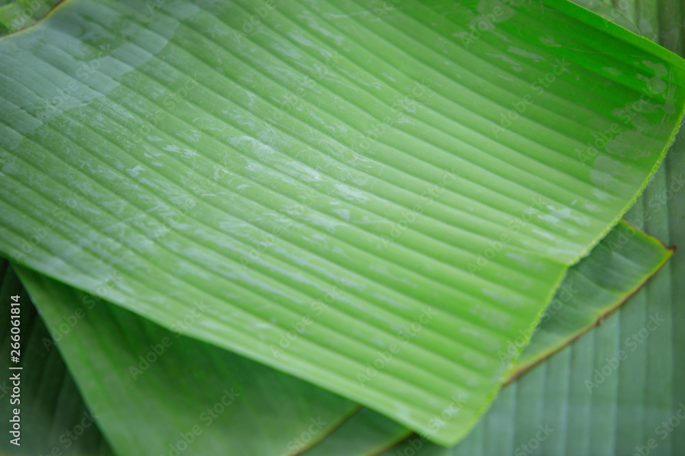 Banana leaves, fresh banana leaves stacked together,Natural background for graphic work