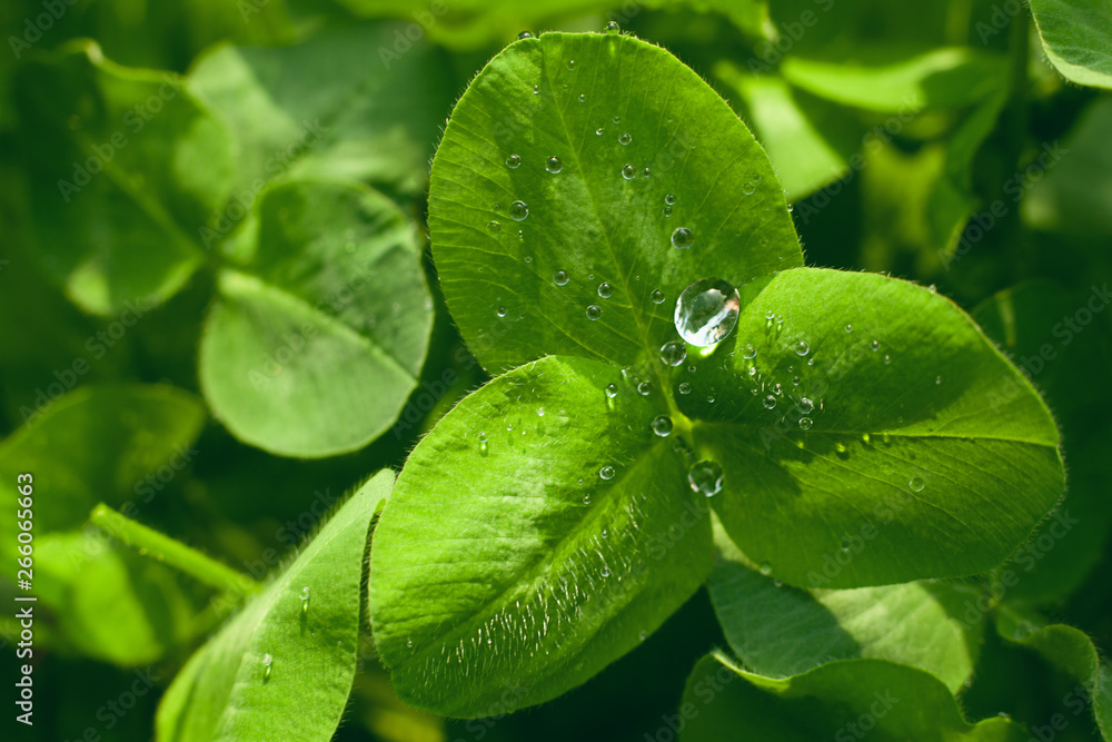 Lucerne特写叶片