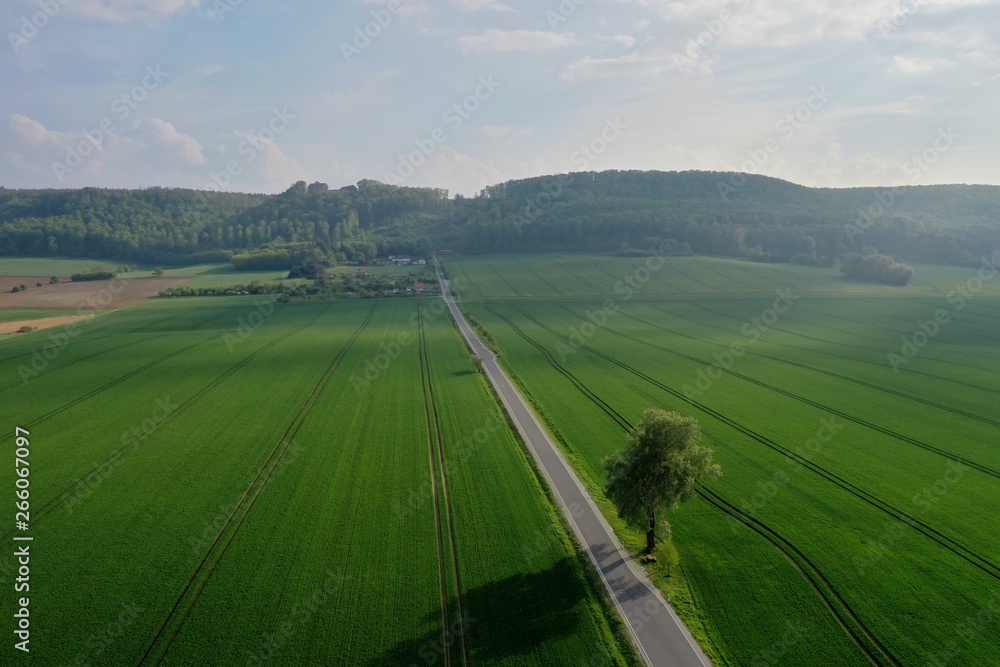 Straße mit Baum