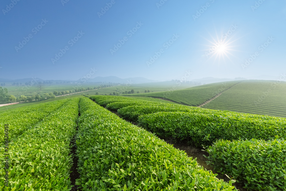 清晨鲜茶园