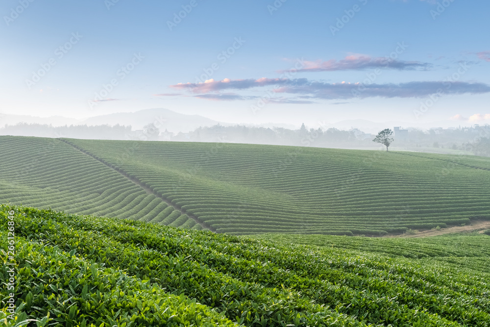 tea plantation in early morning