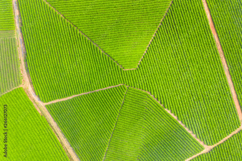 aerial view of tea plantation