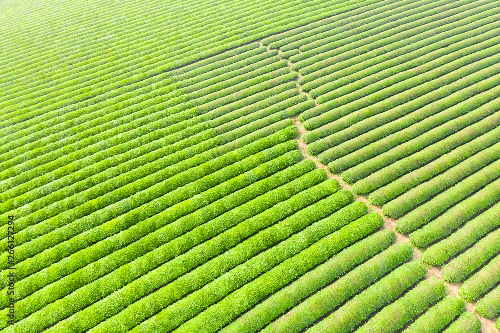 绿茶种植园，鸟瞰图