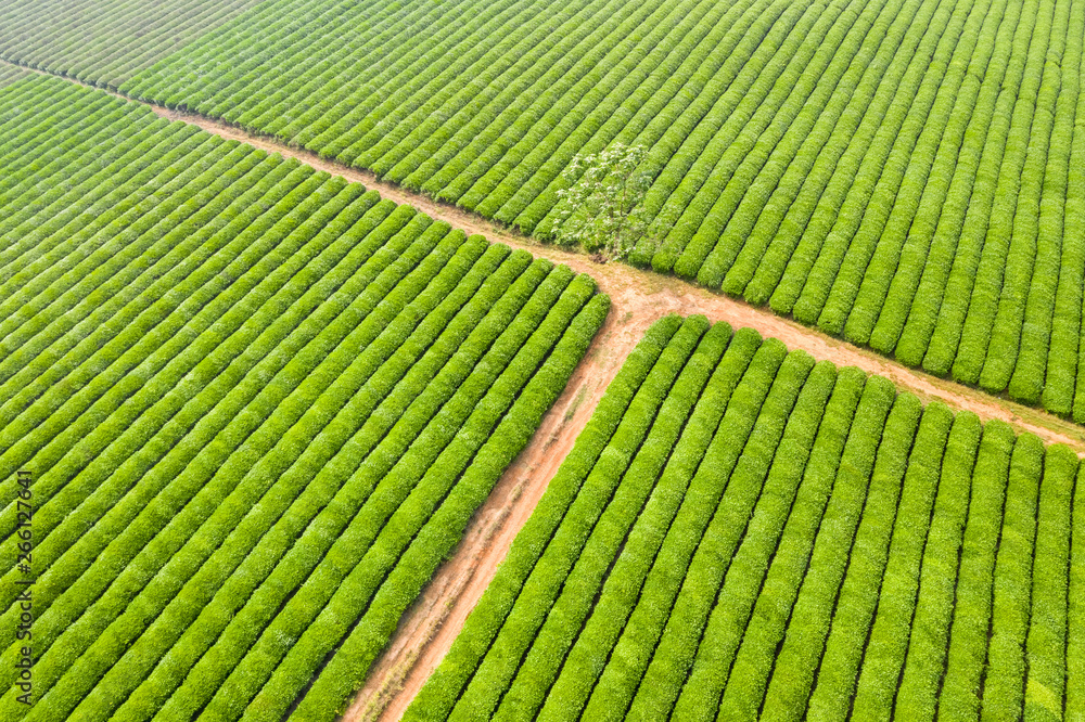 aerial view of tea plantation in spring