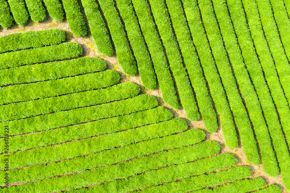 茶园特写