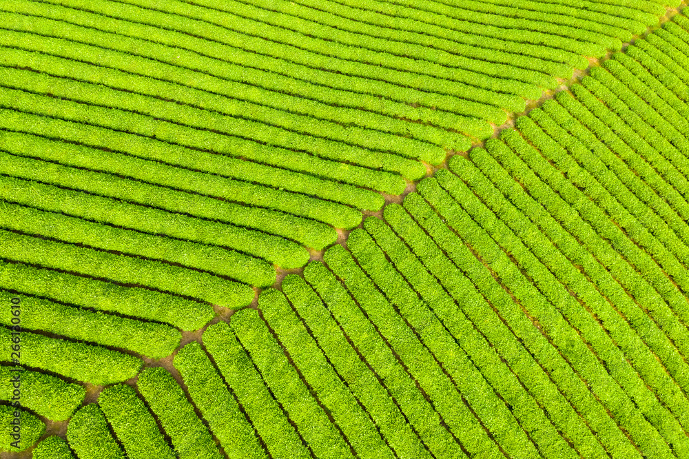 春茶种植背景