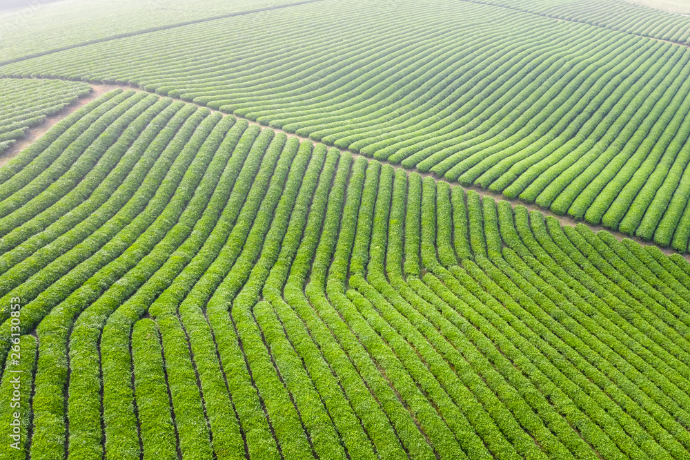 tea plantation landscape in morning