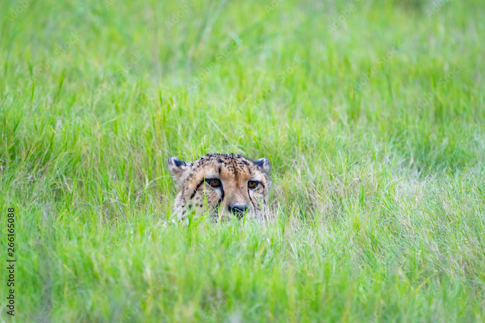 Gepard versteckt sich im Grass