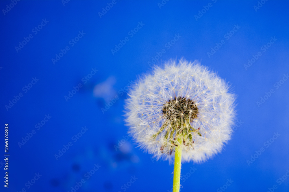 Dandelion flowers on blue background